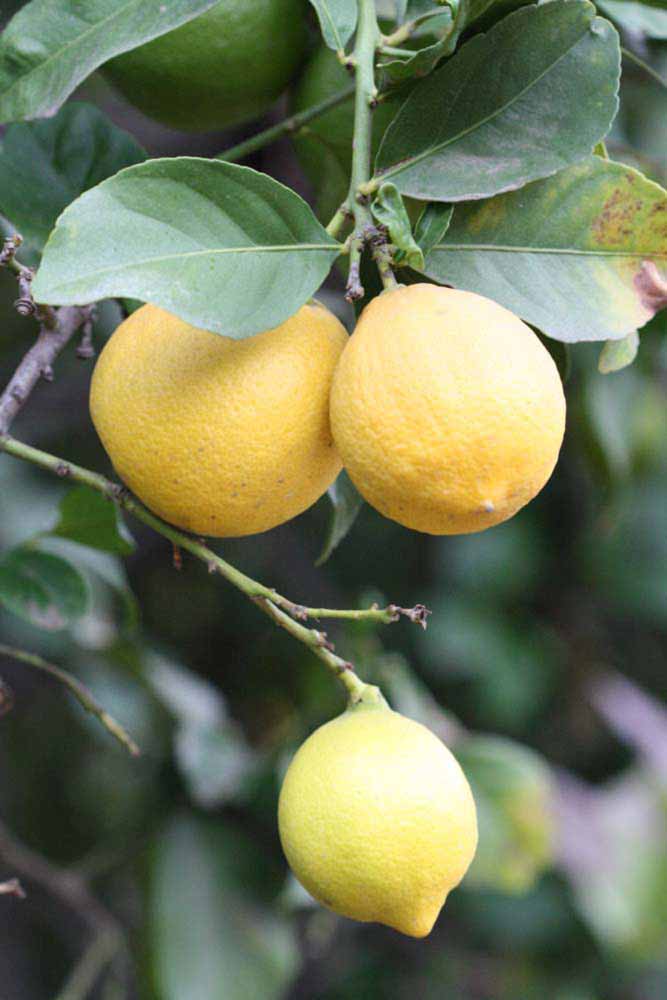              Fruit (Cook, Riverside, CA)       